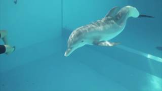 Winter The Dolphin using Riverflow System