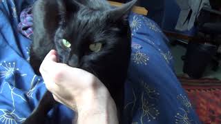ten minutes of cat content