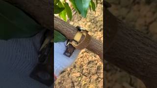 #short #agriculture #agritools#farming2024  #youtubeshorts #satisfying #EliteShortsUnleashed #2212