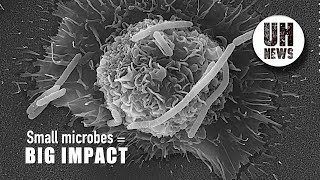 Pioneering microbiome science aims for breakthroughs at UH center