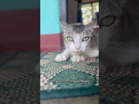 Mewo mewo i am feeling lonely #viral #shorts #funnyanimals #pets #cat #beautiful #eating