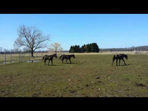 Yearlings