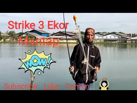 strike 3 ekor