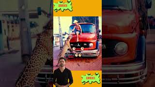 Jaguar of Itinga: The Jaguar That Became an Attraction in Maranhão