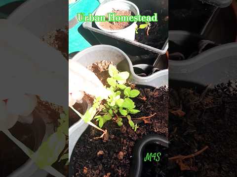 Balcony Gardening Diaries Shop Bought Mint