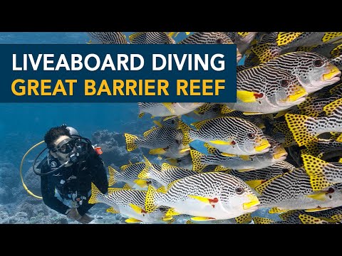 Liveaboard Diving with Spirit of Freedom - Great Barrier Reef
