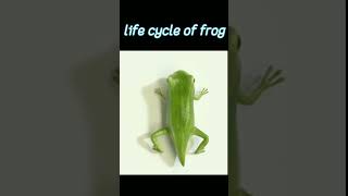 #lifecycleoffrog #3danimation #education #biology tadpolto frog