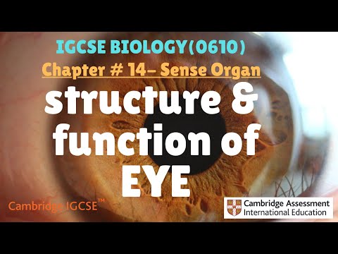 IGCSE Biology|Chapter 14.2 Sense Organ (eye structure + function)