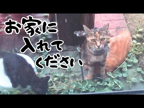 【保護猫】仔猫を連れて助けを求めにきた母猫