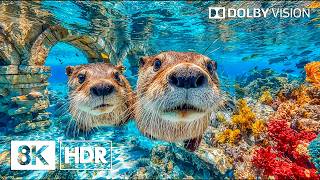 Peaceful Blue Ocean Beauty in 8K HDR | Dolby Vision™