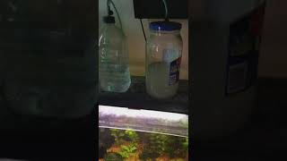 #co2 #diy #freshwater #aquariums #dirtedtank #plantedtank