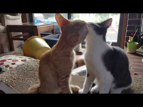 Kittens Rose and Pi Face Licking Fun