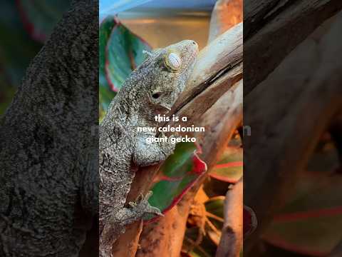 New Caledonian Giant Gecko- Worlds largest!