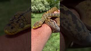 Lesser Sundas “Timor” Python