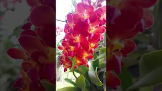 whats in bloom #orchids #orchidslover #orchid