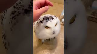 Are owls Just cats with Wings?