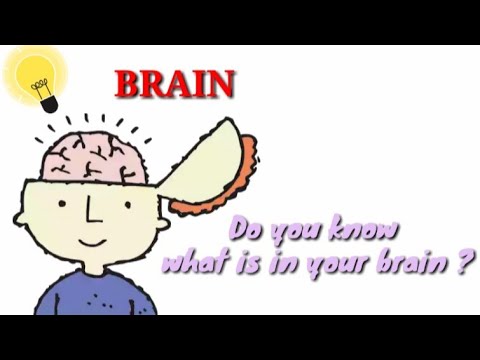 Know your brain !! Class 5 science lesson Nervous system part 2