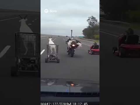 Wild Animal Gang Leads Craziest Police Chase Ever! 😂 #animalgang #policechase #Shorts #aivideo #ai