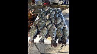 Grassline fishing on Lake Kissimmee