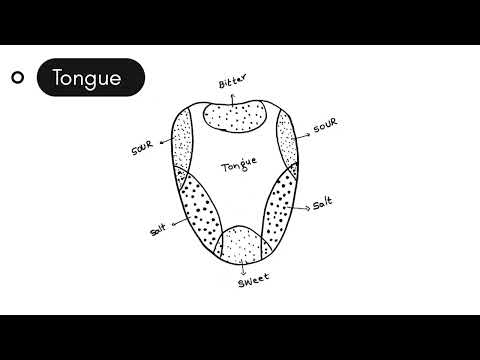 How to draw anatomy diagrams easily|part-2|Important diagrams of anatomy BDS#exampreparation#exam