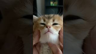 Relax with a Purring Kitten  #ViralCat #cuteanimal #pettok #kitten #cat #catcontent #petstylist