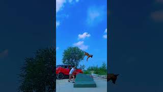 Dog's Amazing Skyward Leap #dogjump #doglover #dogoftheday