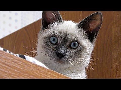 Cat Staring for a Long Time 4k Video