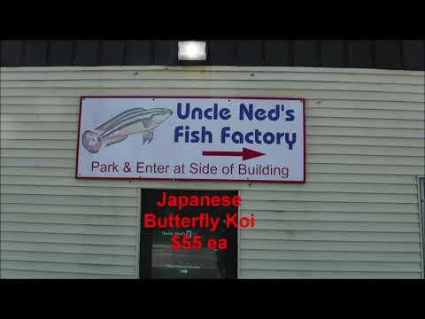 Japanese Butterfly Koi at Uncle Neds Fish Factory July 2020