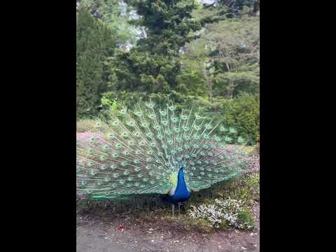 That’s called Peacock view ! #köln #rodenkirchen #beautiful