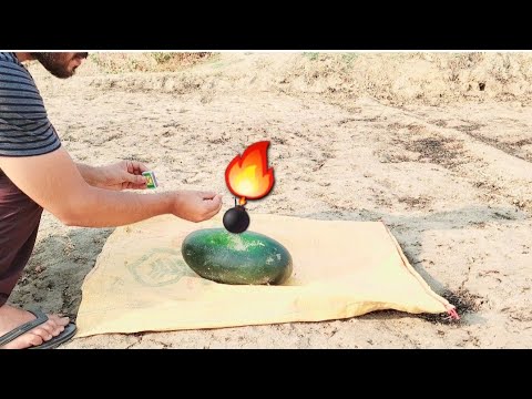 putting bomb inside a watermelon