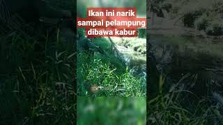 ikan ini narik pancing jaring sampai pelampungnya nyungsep #pancingjaring #fishing #mancingjaring