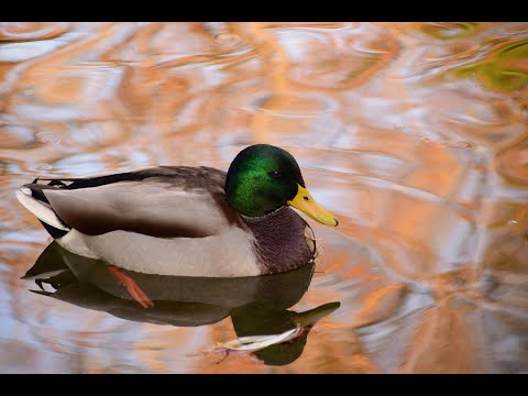 Quack Quack music