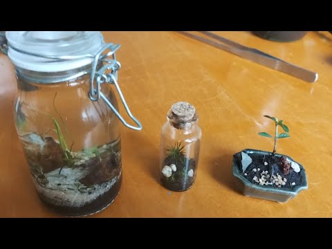 Three Micro Projects: Aquarium, Terrarium and Bonsai
