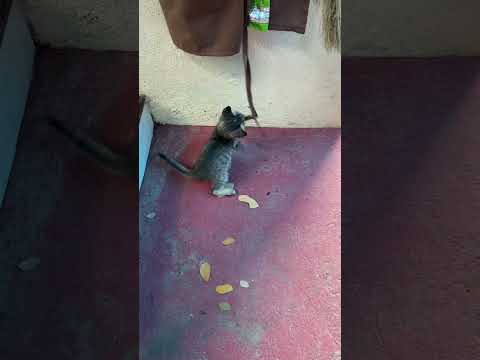 Adorable baby cat playing #catlover #babycat