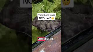 The thornback ray is NOT a ray!? 🤔 #stem #science #stemeducation #biology #nature #aquarium #shorts