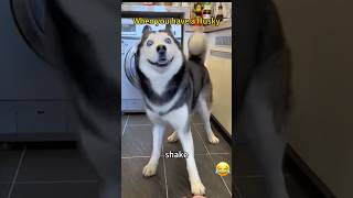 When you have a Husky.