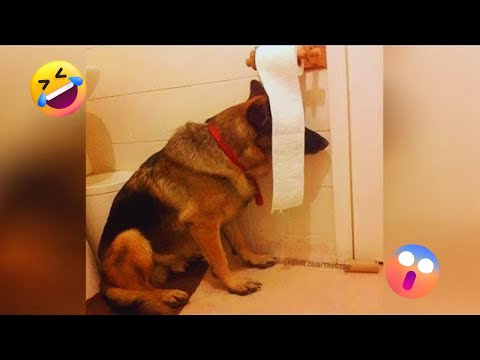 I dare you not to LAUGH at these FUNNY DOGS 😁🐶 - Best Funny Animals Videos 2024 part28