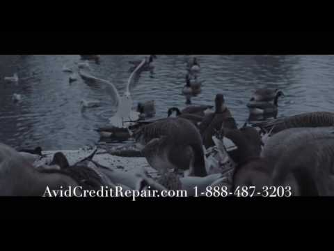 AvidCreditRepair.com