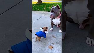 Animals Having A Bad Day 🤣 | Too Funny #funny #animals #shorts