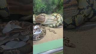 Python eating deer