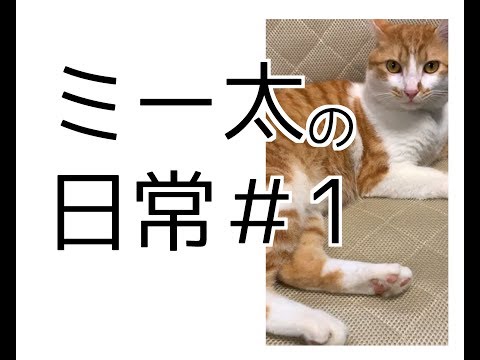 【猫】ミー太の日常＃1
