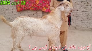 دوندے اور کھیرے بریڈر ٹائپ مکھی چینے بکرے||Goat market Pakistan||makhi cheeni goat||fauji tv hasilpu
