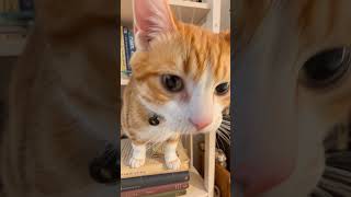 Orange Tabby Says Something Funny #shorts #cat #orangetabby #funny
