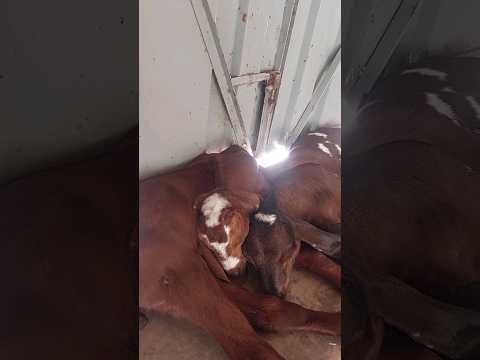 Goat shortsvideo #1million #viral #comedy #trending #kds @kzfamilly