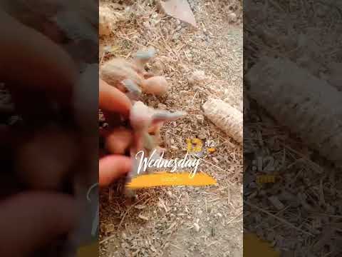 #birds #albinolovebirds #trending #lovebirds #viral #parrot #albino #cute #animals #pigeon