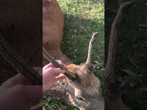 Last week of the rut. Full vid up tomorrow. (Bow hunting Australia)