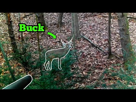 Pa Deer Hunting Rifle Season! Heart shot at 10 yards!