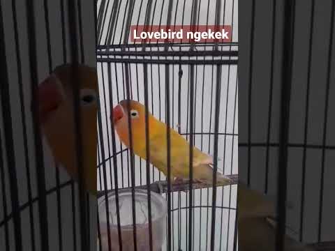Lovebird ngekek #shorts #lovebirdmania