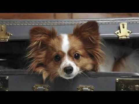 Pet Friendly Hotels Jacksonville, North Carolina