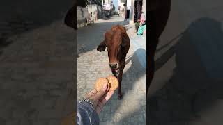 chhoti chhoti gaiya chhote chhote gwal#cow #sortvideo Viral🐄💯🙏